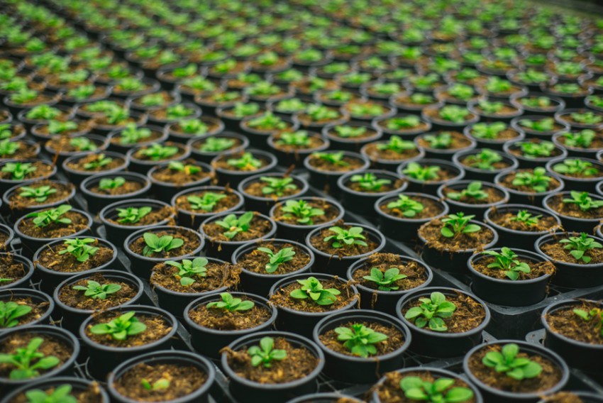 lots of seedling plants